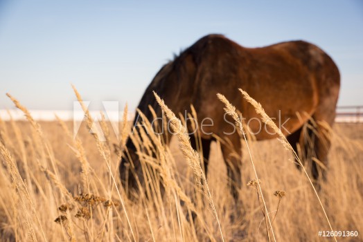 Picture of Stallion in Fall